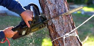 Best Tree Maintenance Programs  in Dania Beach, FL