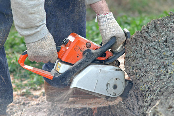 Best Tree Disease Treatment  in Dania Beach, FL