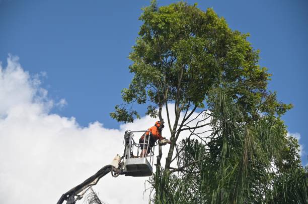 How Our Tree Care Process Works  in  Dania Beach, FL