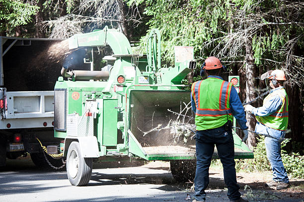 Trusted Dania Beach, FL Tree Services Experts