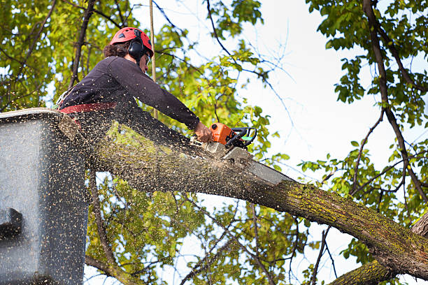 Best Root Management and Removal  in Dania Beach, FL